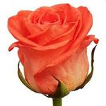 Розы поштучно