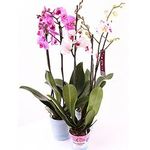 Орхидеи в горшке