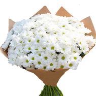 35 white daisies in a bouquet