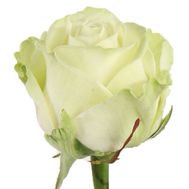White roses per piece