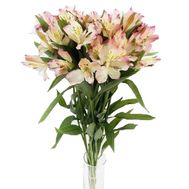 Букет квітів з 7 різнокольорових альстромерій