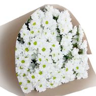 Bouquet of 13 white shrub chrysanthemums