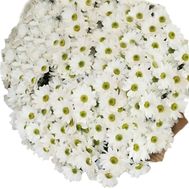 Класний букет ромашок