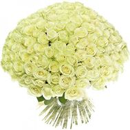 Величезний букет із 201 білої троянди