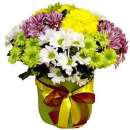 Chrysanthemums in a box