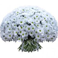 101 біла ромашка бакарді