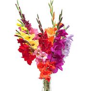 15 разноцветных гладиолусов