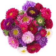 25 разноцветных астр