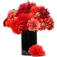 31 разноцветная георгина