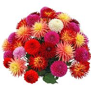 51 георгина в букете