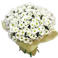 55 білих ромашкових хризантем