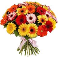 75 разноцветных гербер