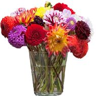 Большой букет георгин