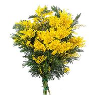 Букет мімози на 8 березня