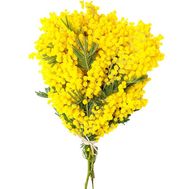 Компактний букет мімози
