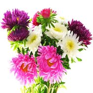 Милый букет астр