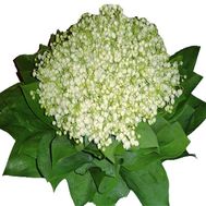 Величезний букет конвалій