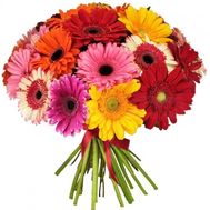 Exciting bouquet of gerberas