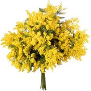 Жовті мімози в букеті
