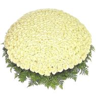 1001, біла троянда