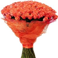 151 коралова троянда