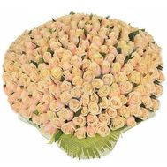 351 кремова троянда