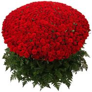 501 червона троянда