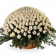 501 кремова троянда