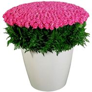 501 рожева троянда