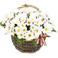 Белые хризантемы в корзинке