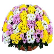Большая корзина хризантем