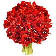 Великий букет амарилісів