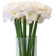 Букет белых амариллисов