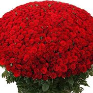 Букет із 401 червоної троянди