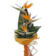 Букет стрелиций - Райский