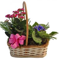 Горшечные растения в корзине