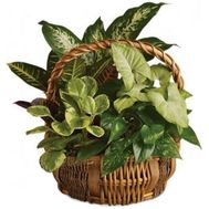 Indoor plants in the basket