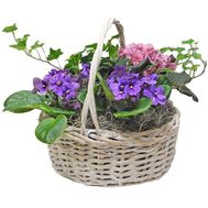 Композиция из горшечных растений