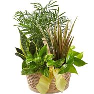 Composition from house flowers