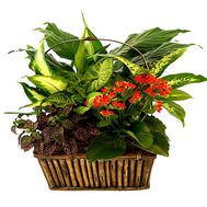 Composition from houseplants in a basket