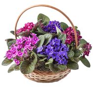 Корзина фиалок