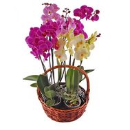 Корзина орхидей фаленопсис