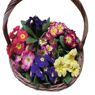 Корзина примул