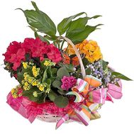 Basket with indoor plants