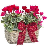 Корзинка цикламенов