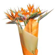 Красивый букет стрелиций