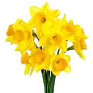 Невеликий букет нарцисів