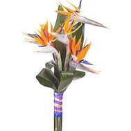 Небольшой букет стрелицийский