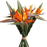 Оранжевый букет стрелиций