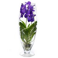 Синяя орхидея Ванда в вазе
